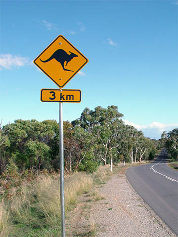 kangaroo crossing