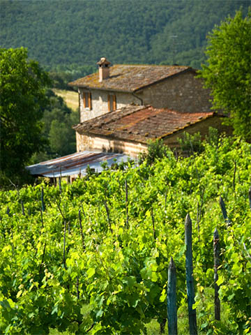 tuscany vineyard